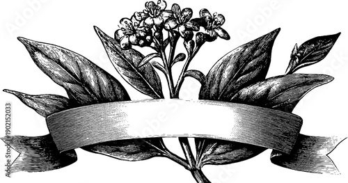 Vintage botanical scroll banner with floral accent for elegant design