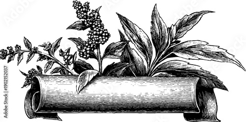 Vintage botanical scroll banner design with engraved leaves and flowers for decoration