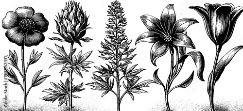 Vintage botanical engraving of experimental apparatus and floral reference plate for design projects