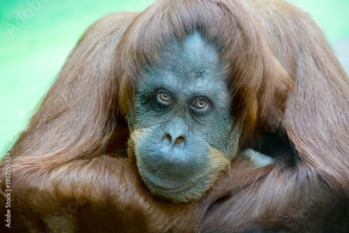 Portrait of the Bornean orangutan (Latin. Pondo pygmaeus) with a dreamy look. Wildlife, mammals, primates, ecology.