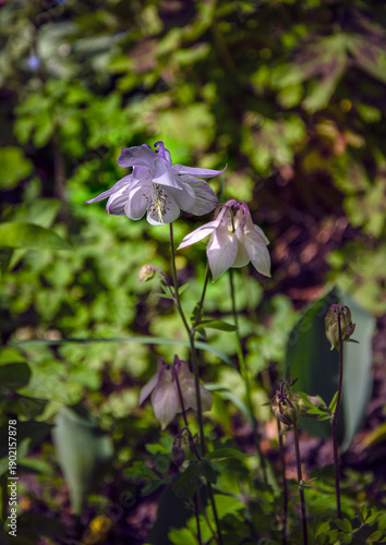 Wallpaper Mural Purple aquilegia in the garden. Torontodigital.ca