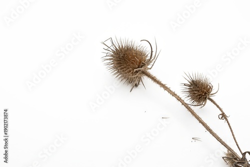 Bild auf Leinwand Close up of dry burdock thistle heads isolated on white background