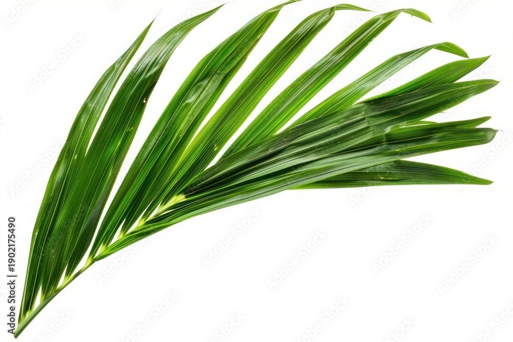 Fototapeta premium CoConut Leaf plant leaf photography.