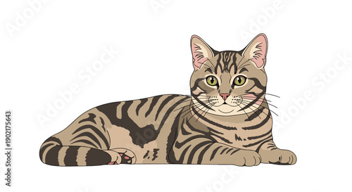 Realistic illustration of a striped tabby cat lying down in a relaxed pose on a clean white background for animal themes.