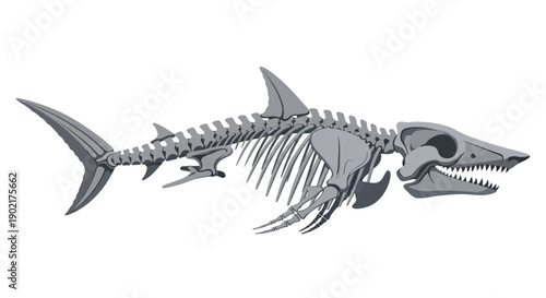 Anatomical illustration of a shark skeleton, showcasing its cartilaginous structure and sharp teeth.