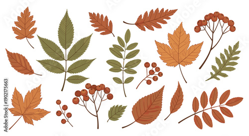Selection of autumn leaves in shades of orange, brown, and green, accompanied by branches of ripe red winter berries.