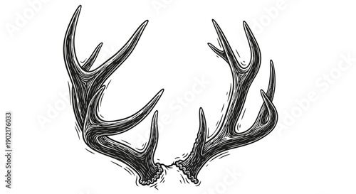Detailed black and white sketch of a pair of deer antlers, showcasing their intricate texture and branching structure.