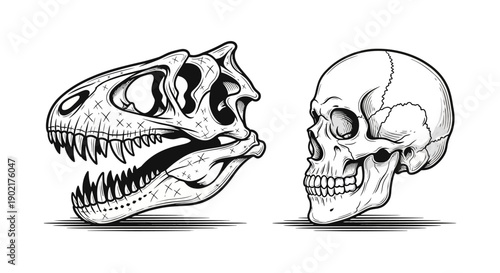 Detailed black and white illustration of a dinosaur skull and a human skull side by side, showcasing anatomical differences.
