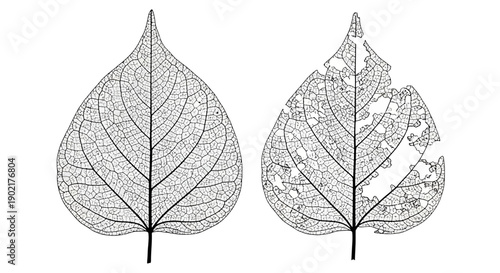 Two detailed skeletonized leaves, one intact and one partially eaten, showcasing intricate venation patterns.