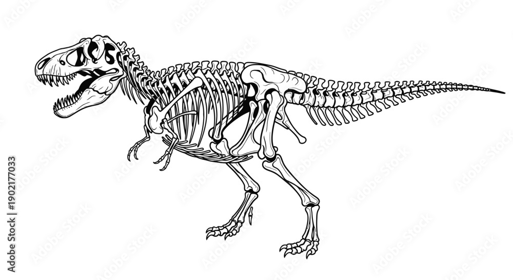 Fototapeta premium A detailed black and white illustration of the skeletal structure of a Tyrannosaurus Rex dinosaur, showcasing its powerful build and iconic features.