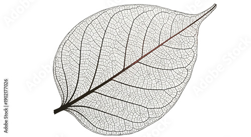 A delicate, intricate skeleton of a leaf showcasing its fine network of veins against a white background.