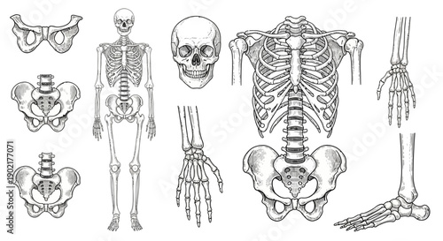 Anatomical illustration of the human skeletal system, showcasing the skull, rib cage, pelvis, hands, and feet in detailed line art.
