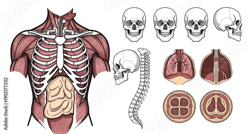 Anatomical illustrations showcasing the human torso, skull, spine, and lungs in various detailed views.