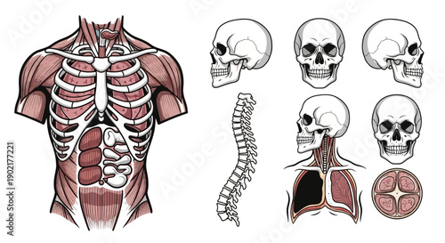 Anatomical illustration showcasing the human muscular system, skeletal structure, and internal organs including the spine, lungs, and skull from multiple angles.