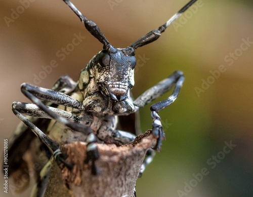 A portrait of a long-horned beetle.