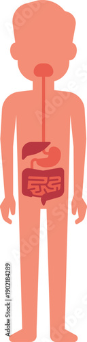A cartoon of a man s internal organs, including the stomach, liver