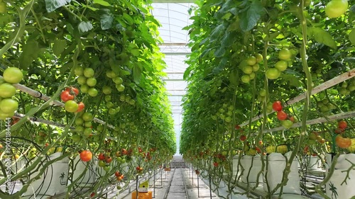 A professional and clean-cut shot of a large-scale indoor smart farm specializing in tomatoes. The footage showcases a highly organized, sterile, and technologically advanced cultivation space with ro