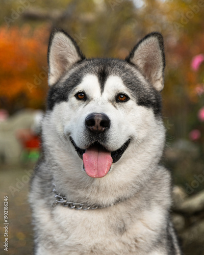 A funny Alaskan Malamute in a beautiful park in summer. A young Malamute in the park in autumn. A funny and sweet Alaskan Malamute poses for the camera. A photo shoot of a gorgeous Alaskan Malamute ag