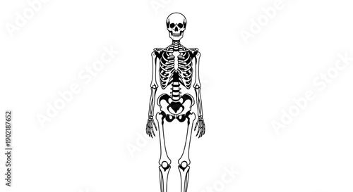 A full-body illustration of a human skeleton, showcasing its intricate bone structure from head to toe.