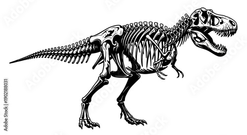 Detailed black and white illustration of a Tyrannosaurus Rex skeleton, showcasing its complete bone structure.