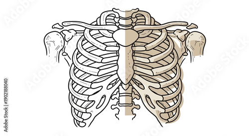 Detailed anatomical illustration of the human rib cage, sternum, and clavicles, showing the skeletal structure of the upper torso.