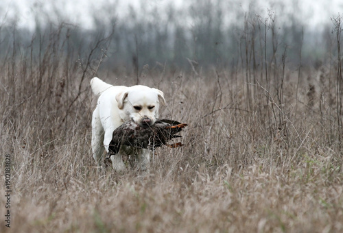 A hunting labrador retriever dog in the field