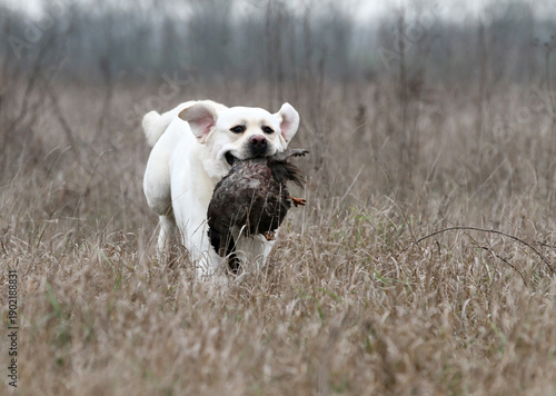 A hunting labrador retriever dog in the field