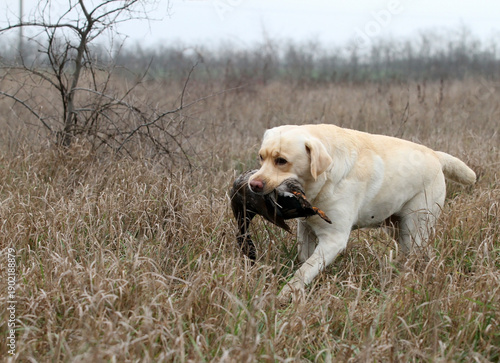 A hunting labrador retriever dog in the field