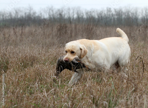 A hunting labrador retriever dog in the field