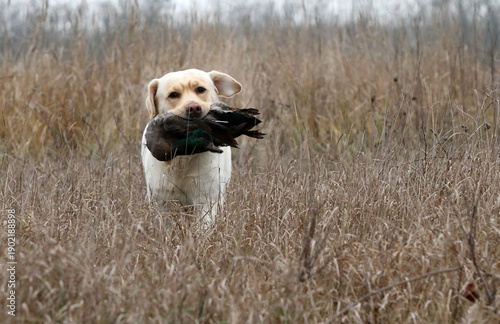 A hunting labrador retriever dog in the field