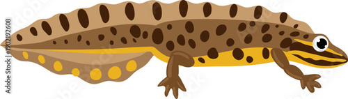 Common newt amphibian illustration showing spotted brown skin