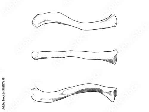 Tableau sur toile 鎖骨　Clavicle