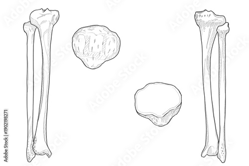 Canvastavla 脛骨・腓骨・膝蓋骨　Tibia・Fibula・Patella