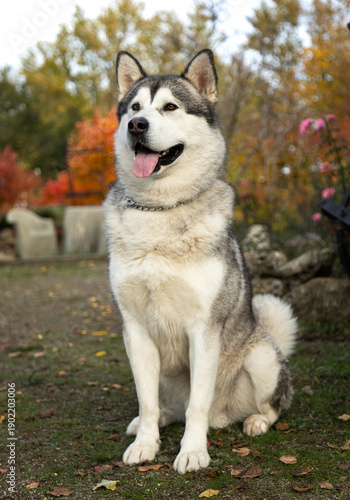 A funny Alaskan Malamute in a beautiful park in summer. A young Malamute in the park in autumn. A funny and sweet Alaskan Malamute poses for the camera. A photo shoot of a gorgeous Alaskan Malamute ag