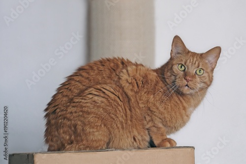 Cute Ginger cat sitting on a cardboard box and looks surprised at the camera. Horizontal image with selective focus.