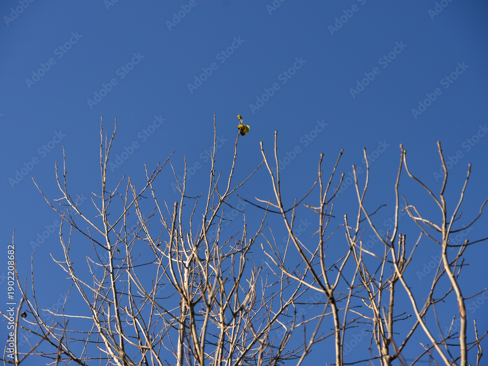 Fototapeta premium Last Remaining Leaf on a Branch of a Tree in Autumn