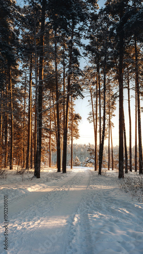 Snow-covered lane cuts through a stand of tall pines, sunlit clearing in the distance. That warm glow contrasts beautifully with the cool blue shadows pooled on the packed snow, giving cinematic color
