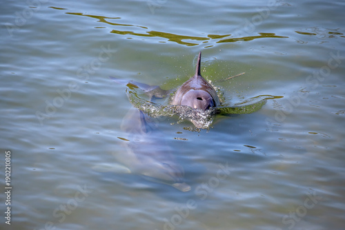 Konstfotografi Two dolphins swimming together in calm green coastal shallow water
