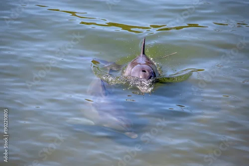 Fototapeta samoprzylepna Two dolphins swimming together in calm green coastal shallow water