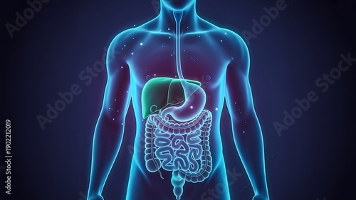 Human digestive system anatomy illustration showing stomach and intestines