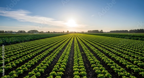 Vast field of green crops at sunrise, rows stretching to the horizon under a golden sky, symbolizing agricultural growth and abundant nature