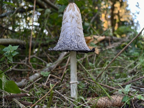 Obraz na plátně naturalist photograph showcasing shaggy inkcap mushroom in its forest environmen
