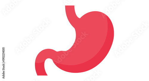 An illustration of a human stomach in a side view showcasing its anatomy and digestive system