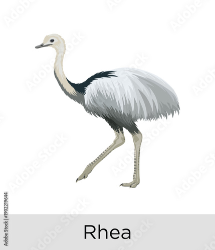 Rhea Bird - Tropical Wildlife Vector EPS	

