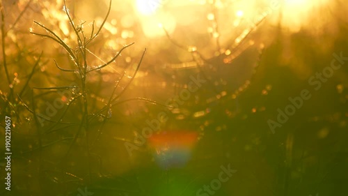 Wallpaper Mural plants in a meadow in the rays of the sunset Torontodigital.ca
