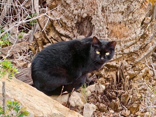 Quadro su tela Dark feline with shining amber eyes crouches, Silent black cat among dry leaves