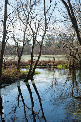 A sunny winter morning at a lake in the Woodlands, Texas.