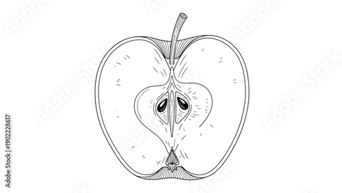 Detailed scientific cross section sketch of an apple showing the core seeds and internal structure in a realistic line art style.