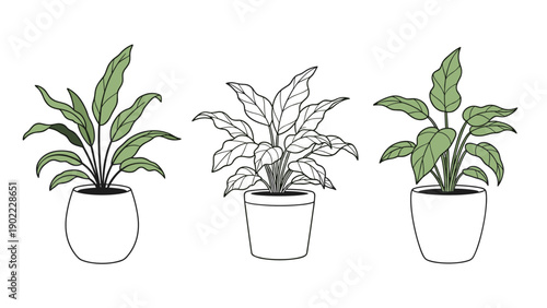 Trio of house plants in pots presented in different artistic styles including realistic green foliage and simple black line art.