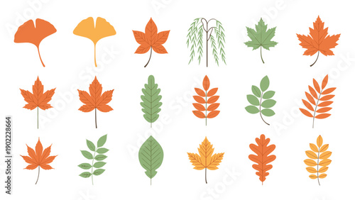Array of vibrant autumn leaves including maple and oak in warm seasonal colors arranged neatly on a plain white background.